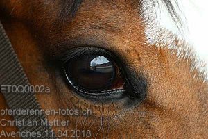 Details Kategorie: Avenches 11.04.2018